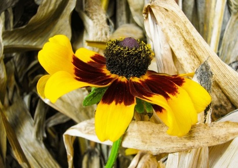 94 Bancos de Im&aacute;genes Gratis: la lista m&aacute;s completa | Aplicaciones y Herramientas . Software de Dise&ntilde;o | Scoop.it