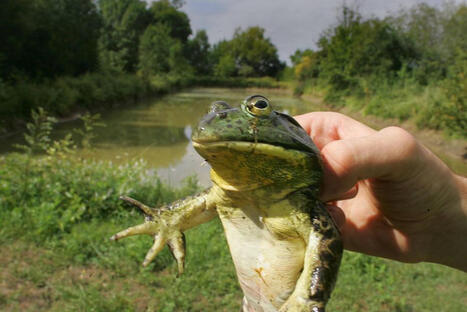 Grenouille-taureau invasive : chass&eacute;e en Allemagne, surveill&eacute;e de pr&egrave;s en Alsace, "ce pr&eacute;dateur est capable de tout d&eacute;vorer" | Biodiversit&eacute; - @ZEHUB on Twitter | Scoop.it