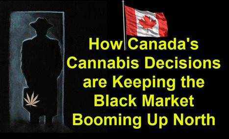 How Canada's Cannabis Decisions are Keeping the Black Market Booming Up North | Cannabis.Net | Scoop.it