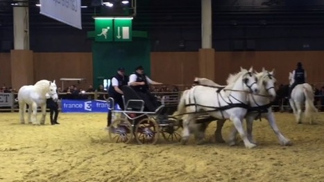 SIA 2016 : Au salon, il y a aussi des chevaux - France 3 R&eacute;gions | Salon du Cheval | Scoop.it