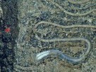 Pictures: New Deep-Sea Worms Found—Have Big "Lips" | Science News | Scoop.it