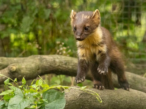 Voici la liste des animaux qui ne sont désormais plus considérés comme des nuisibles | Biodiversité - @ZEHUB on Twitter | Scoop.it