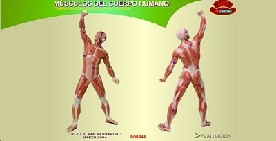 Músculos del Cuerpo Humano | Educación Física. Compartiendo en la Red | Scoop.it