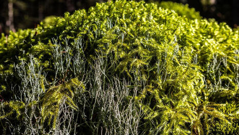 Mousses et lichens&nbsp;: ces petites plantes aux super-pouvoirs - ICI | Environnement - &Eacute;nergie | Scoop.it