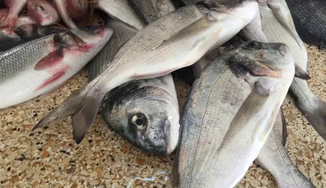 TUNISIE : R&eacute;ouverture du march&eacute; de gros aux poissons de Djerba-Ajim apr&egrave;s une longue fermeture | CIHEAM Press Review | Scoop.it