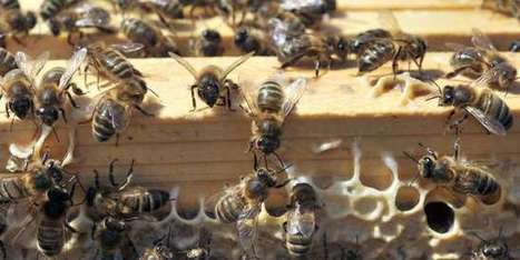 En France, les ventes des pesticides « tueurs d’abeilles » en hausse de 4 % | Variétés entomologiques | Scoop.it