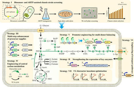 Biosensor-driven evolution and metabolic engineering of an Escherichia coli cell factory for L-tryptophan production | Mcf | RMH | Scoop.it