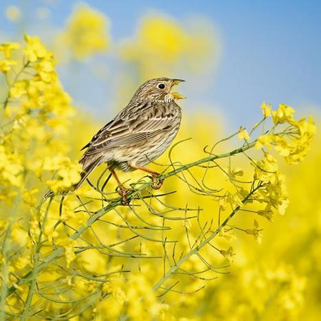 Natura 2000 : une touche d’optimisme pour les oiseaux communs | Biodiversité | Scoop.it
