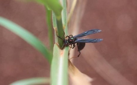 Les guêpes, un moyen efficace de lutte contre les ravageurs dans l'agriculture | EntomoNews | Scoop.it