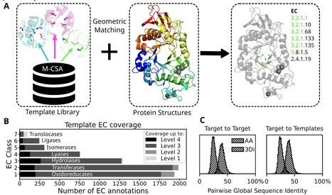 Investigating Enzyme Function by Geometric Matching of Catalytic Motifs | brvbi | RMH | Scoop.it