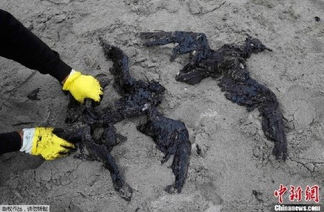 Rare birds recovering from maritime oil spill - China.org.cn | Pollution accidentelle des eaux (+ déchets plastiques) | Scoop.it