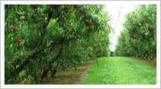 Arboriculture | Ecophyto | HORTICULTURE | Scoop.it