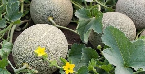 La pollinisation du melon s'améliore avec la plantation de marges florales | SCIENCES DU VEGETAL | Scoop.it