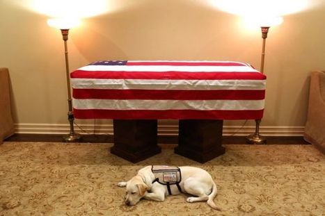 George HW Bush's service dog Sully pays touching last tribute | Kool Look | Scoop.it