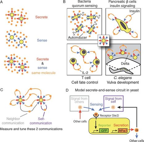 Secreting and Sensing the Same Molecule Allows Cells to Achieve Versatile Social Behaviors | RMH | Scoop.it