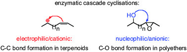 Electrophilic and nucleophilic enzymatic cascade reactions in biosynthesis | Natural Products Chemistry Breaking News | Scoop.it