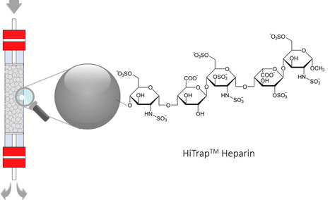 Heparin as a Capture Step in the Purification of Monoclonal Antibodies | iBB | Scoop.it