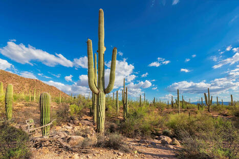 La météo du désert américain devient tellement extrême que même les cactus disparaissent | Les déserts dans le monde | Scoop.it