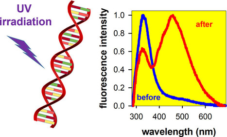 ICP science - On the Use of the Intrinsic DNA Fluorescence for Monitoring Its Damage: A Contribution from Fundamental Studies - ACS Omega | Infos Lab' septembre 2025 | Scoop.it