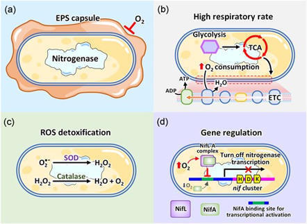 Exploring Azotobacter: a nitrogen-fixing microo...