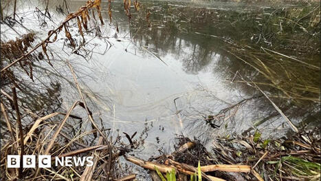 Birds rescued after pond near River Trent contaminated by oil / le 18.01.2026 | Pollution accidentelle des eaux (+ d&eacute;chets plastiques) | Scoop.it
