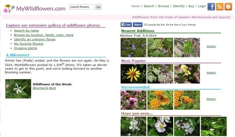 MyWildflowers.com | Hobby, LifeStyle and much more... (multilingual: EN, FR, DE) | Scoop.it