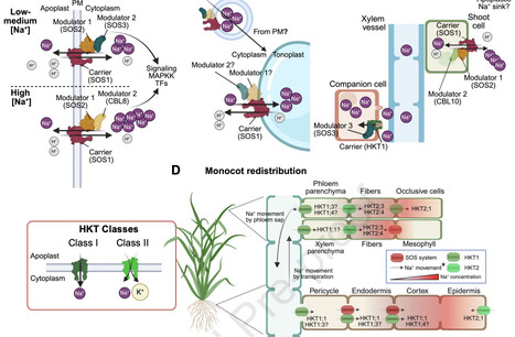 The architecture of salt tolerance: a multi-scale view of sodium transport in plants | pcm | RMH | Scoop.it