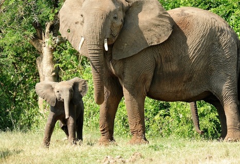 The Connection Between Species Extinction, Organized Crime, and the Spread of Disease - Poaching | BIODIVERSITY IS LIFE  – | Scoop.it