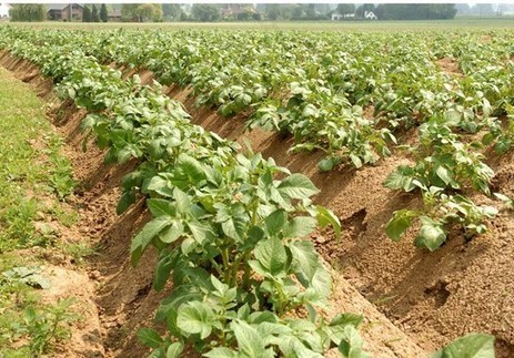 Purée, y a trop de patates ! - lavenir.net | Pommes de terre transformées | Scoop.it