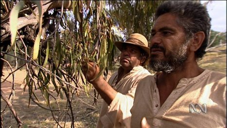 Outback House - Aboriginal bush foods | Primary history- First Contacts | Scoop.it