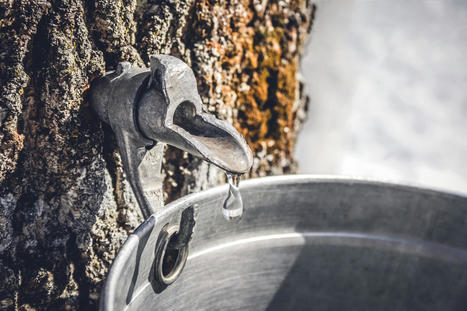 Sous l’impact des dérèglements climatiques, les arbres vont manquer de sève ! | INRAE INSTIT | ECOLOGIE - ENVIRONNEMENT | Scoop.it