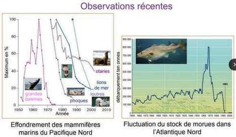 Animaux marins, coquillages, poissons : pour l’océan, la facture du réchauffement sera salée | Biodiversité | Scoop.it