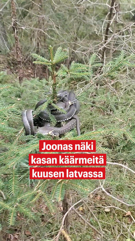 Joonas t&ouml;rm&auml;si telttaretkell&auml;&auml;n k&auml;&auml;rmeit&auml; t&auml;ynn&auml; olevaan puuhun | A1Uutiset | Scoop.it