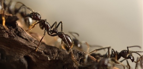 Pourquoi n'y a-t-il jamais d'embouteillage chez les fourmis ? | EntomoNews | Scoop.it