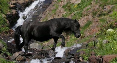 Charlotte Bart laur&eacute;ate du concours national SFET | Cheval et Nature | Scoop.it