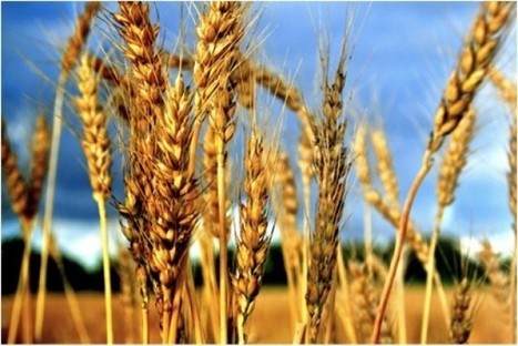 What Your Crops Say About You | Plant and Seed Biology | Scoop.it