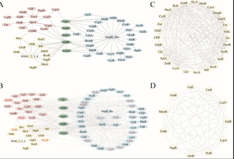 Unveiling the landscape of prokaryotic global regulators through deep protein language models | mSys | RMH | Scoop.it