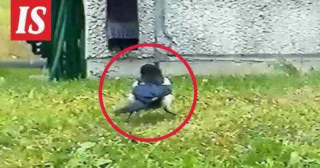 Harakka humalassa | 1Uutiset - Lukemisen tähden | Scoop.it