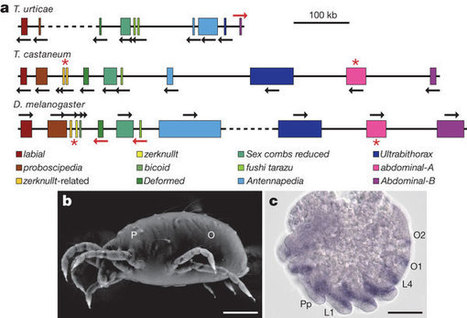 Nature: The genome of the spider mite Tetranychus urticae reveals herbivorous pest adaptations | Plant Pathogenomics | Scoop.it