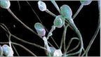 The Male Infertility Time Bomb: Men's Sperm Count Falling - Chemicals/Pesticides in Food and Environment | YOUR FOOD, YOUR ENVIRONMENT, YOUR HEALTH: #Biotech #GMOs #Pesticides #Chemicals #FactoryFarms #CAFOs #BigFood | Scoop.it