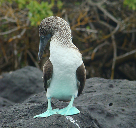 Behold the Blue-footed Booby | Galapagos | Scoop.it