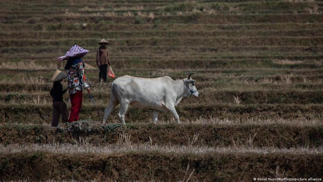 ENVIRONMENT: How climate change and food insecurity could fuel conflicts | DURABILITES | Scoop.it