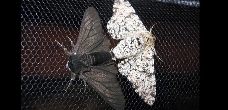 Comment ce papillon a évolué du blanc au noir à la révolution industrielle | EntomoNews | Scoop.it