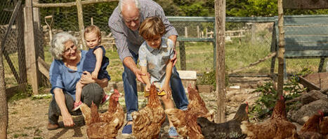 Les poules du jardin font courir un risque insoupçonné | Les Colocs du jardin | Scoop.it
