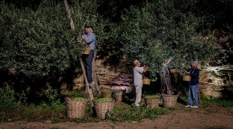 ITALY: Centonze, a Forward-Looking Farm Rooted in Sicily's History | CIHEAM Press Review | Scoop.it