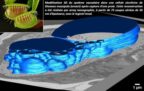 FOCUS PLATEFORME : La 3D à l’honneur sur la plateforme de microscopie électronique d’Imagerie-Gif ! | Life Sciences Université Paris-Saclay | Scoop.it