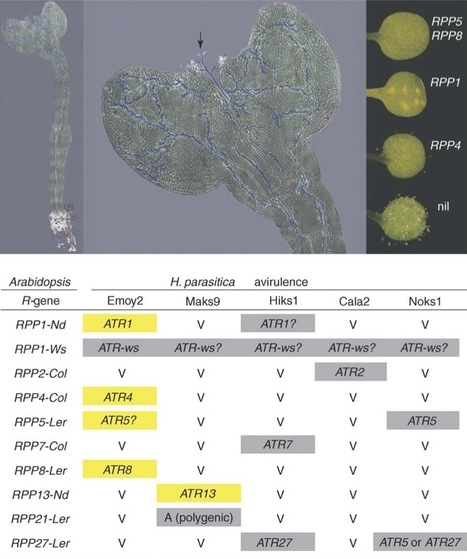 Curr Opin Plant Biol: Birth of Hyaloperonospora arabidopsidis isolate Emoy2 (2006) | Plants and Microbes | Scoop.it