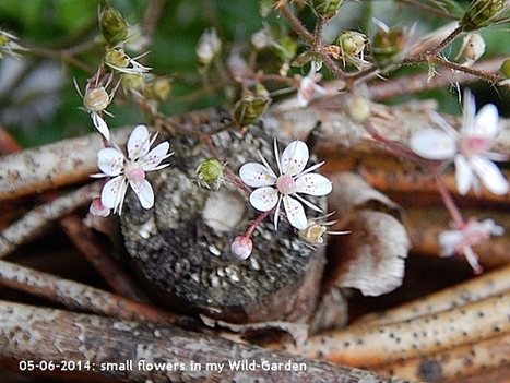 Gardening: The Wild-Garden | Names Of The Flowers | Saxifraga rotundifolia | Hobby, LifeStyle and much more... (multilingual: EN, FR, DE) | Scoop.it