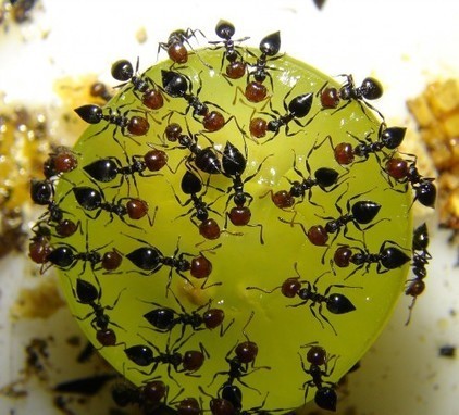 Portail et forum sur l'étude et l'élevage des fourmis | Insect Archive | Scoop.it