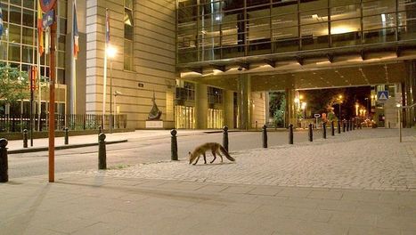 Bruxelles sauvage, faune capitale - Regarder le documentaire complet | Nature en ville | Scoop.it